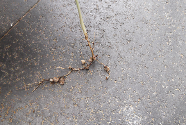 bonsai from seed